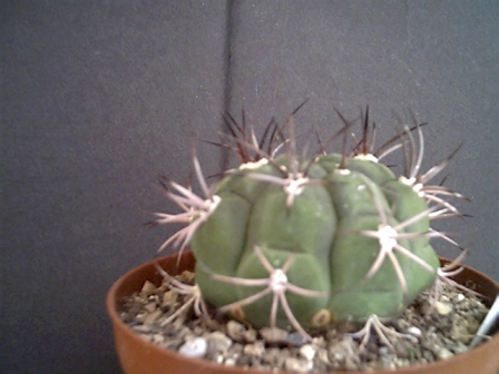 Gymnocalycium pflanzii 