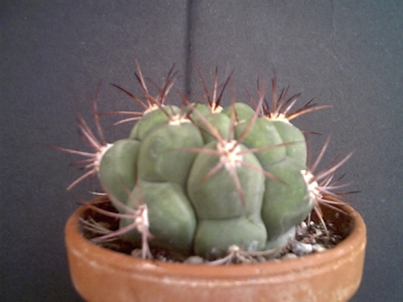 Gymnocalycium Pflanzii 