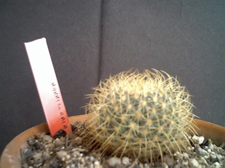 Mammillaria rhodantha ssp. pringlei 