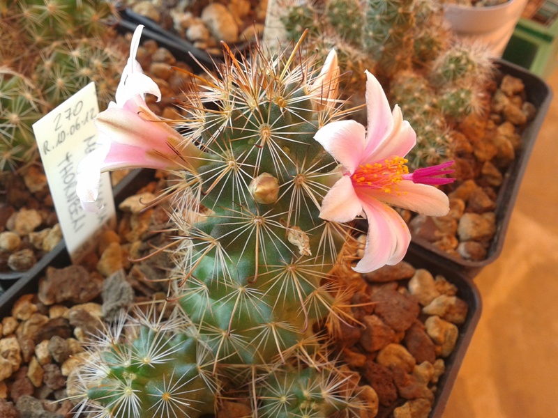 Mammillaria thornberi SB 539