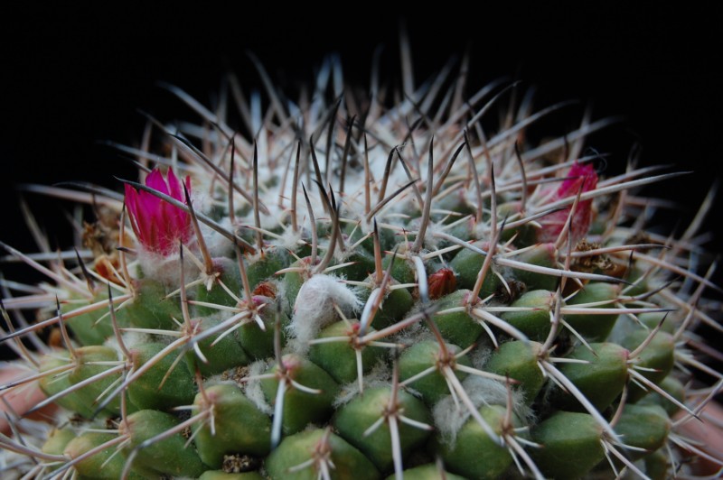 Mammillaria seitziana 