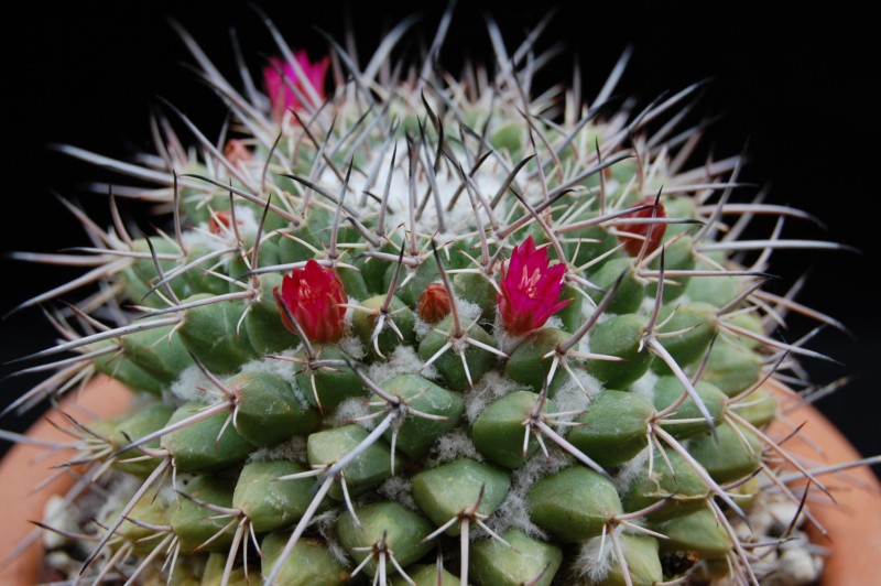 Mammillaria seitziana 