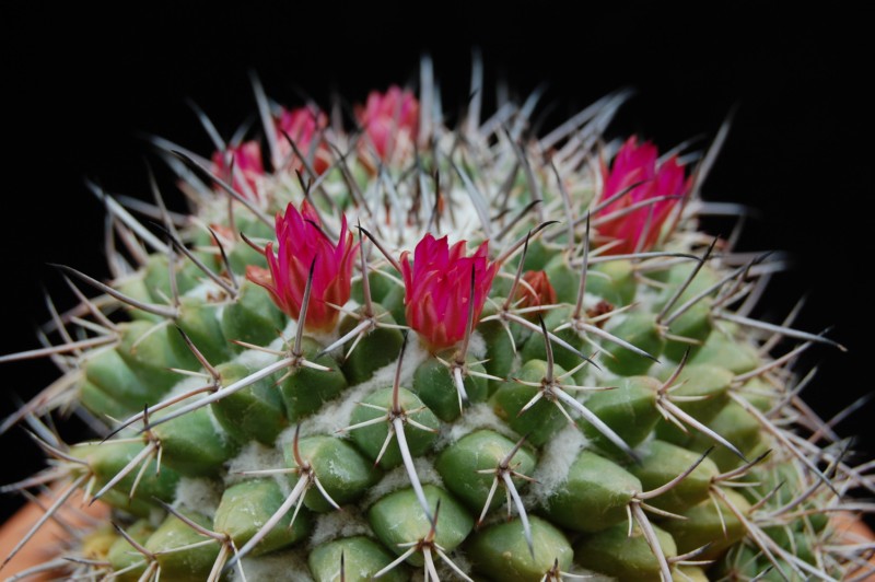 Mammillaria seitziana 