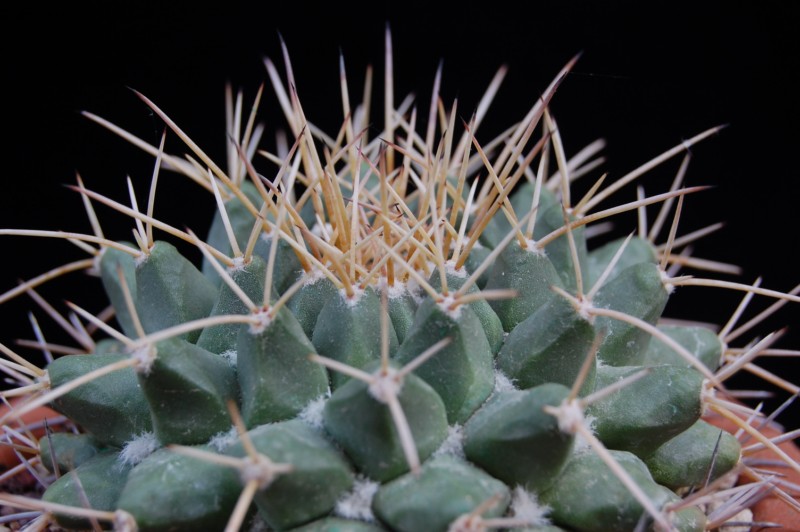 Mammillaria winterae ORB 2.30