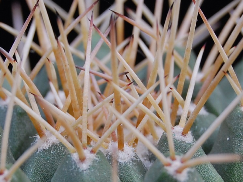 Mammillaria winterae ORB 2.30