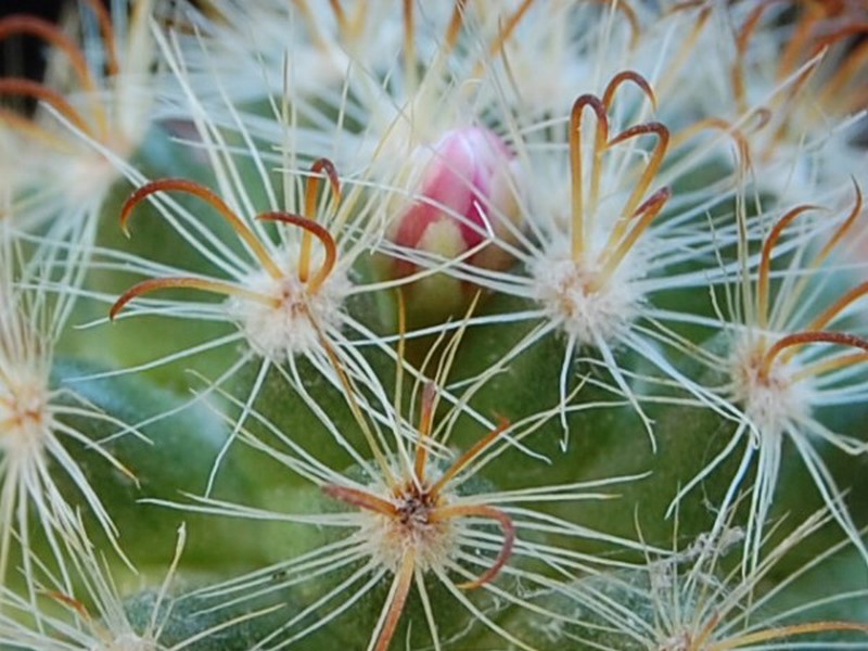 Mammillaria tepexicensis 