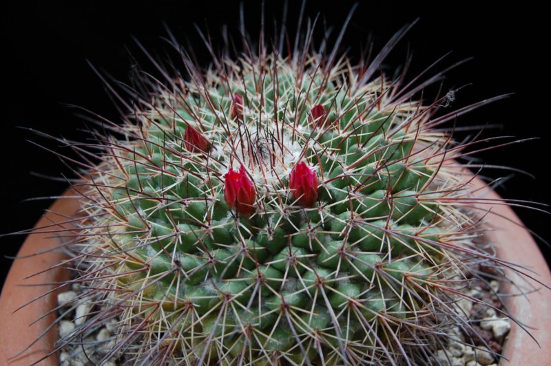 Mammillaria crassa 