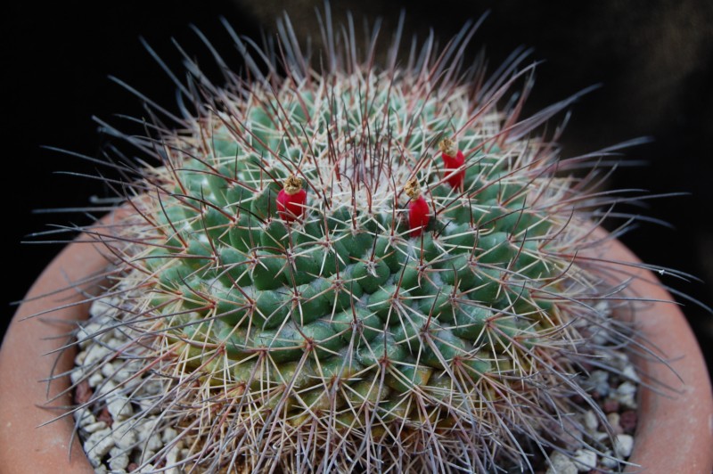 Mammillaria crassa 