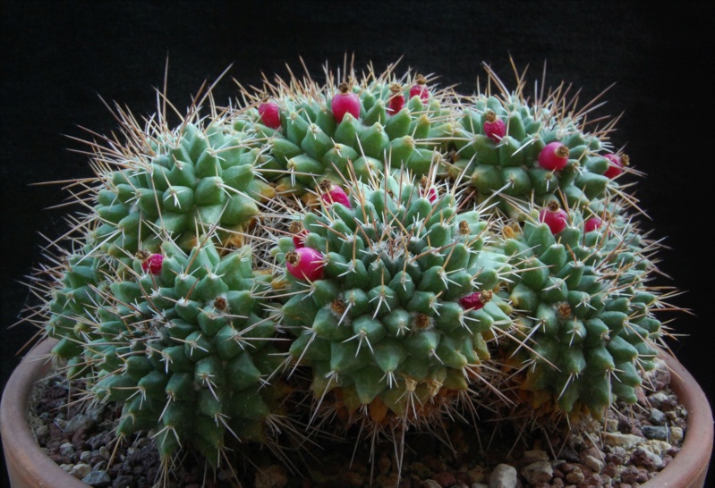 Mammillaria compressa PAN 294