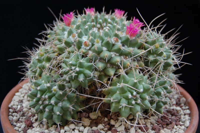 Mammillaria compressa PAN 294