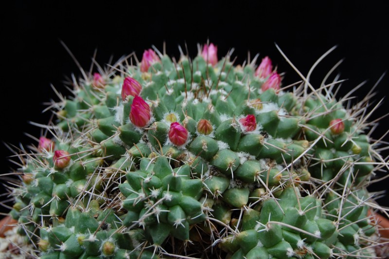 Mammillaria compressa PAN 294