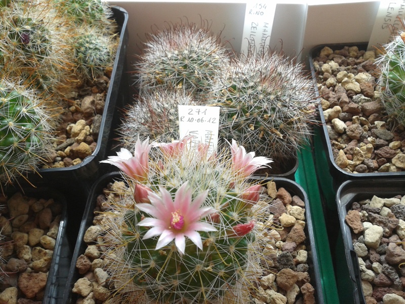 Mammillaria variabilis Repp 1393