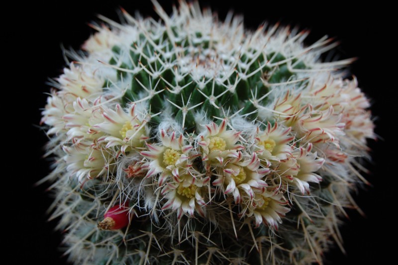 Mammillaria karwinskiana ssp. nejapensis 