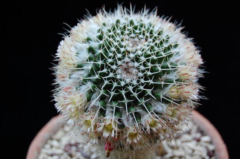 Mammillaria karwinskiana ssp. nejapensis 