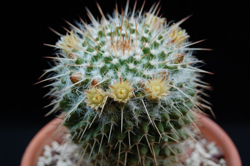 Mammillaria karwinskiana ssp. nejapensis 