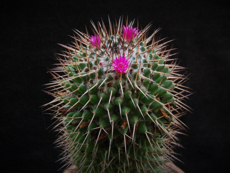 Mammillaria polythele 