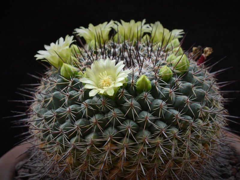 Mammillaria lindsayi 