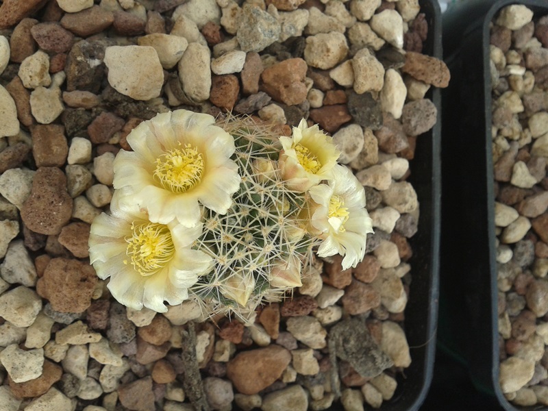 Mammillaria picta ssp. viereckii SB 1436