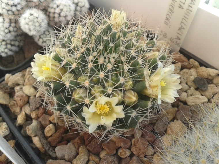 Mammillaria picta ssp. viereckii SB1436