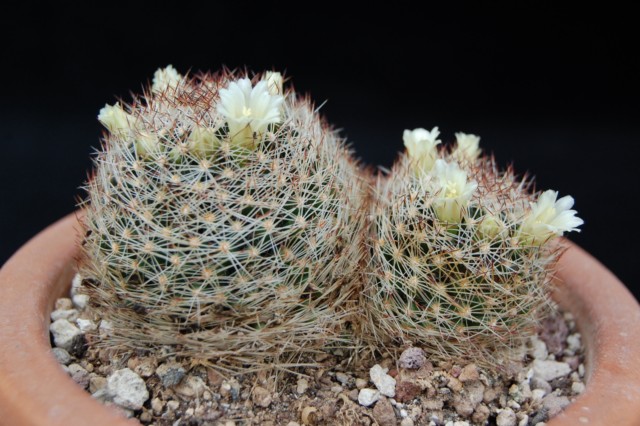 Mammillaria picta ssp. viereckii 