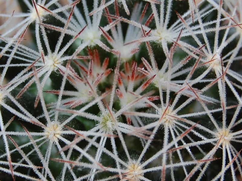 Mammillaria picta forma Z 22