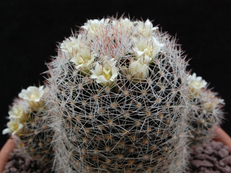 mammillaria picta forma