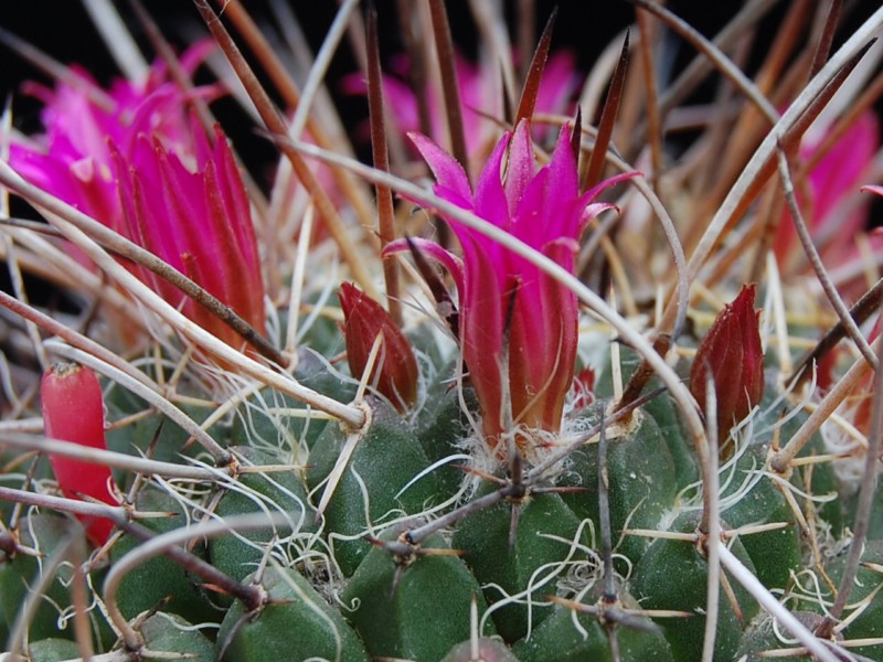 Mammillaria casoi FO 115