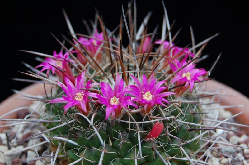 Mammillaria casoi FO 115