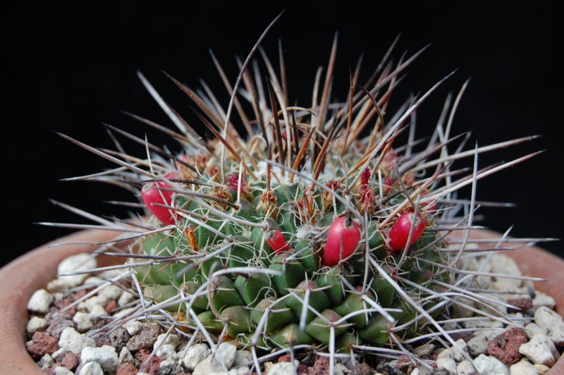 Mammillaria casoi FO 115