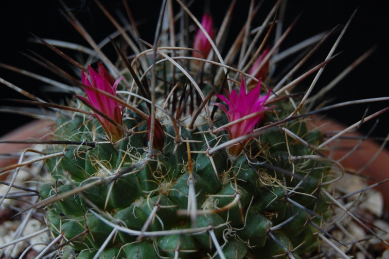 Mammillaria casoi FO 115