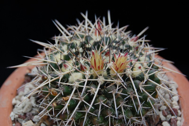 Mammillaria praelii 