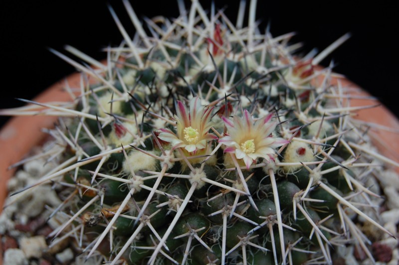 Mammillaria praelii 