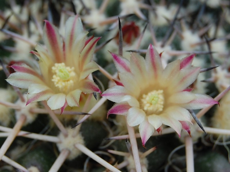 Mammillaria praelii 