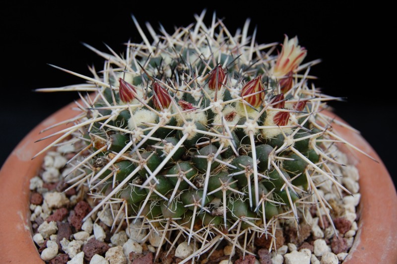 Mammillaria praelii 