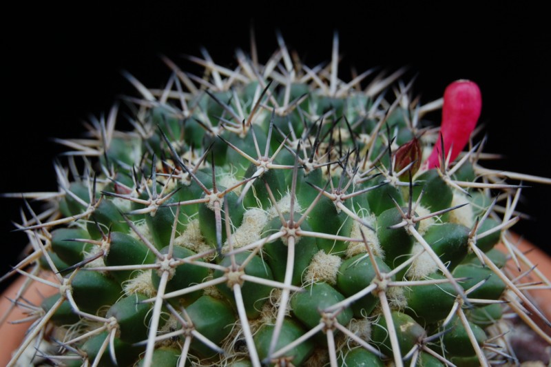 Mammillaria praelii 