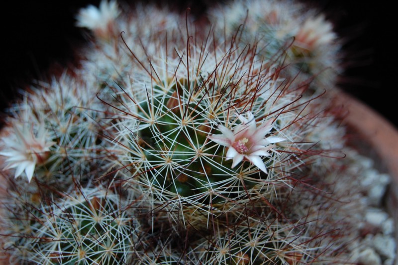 Mammillaria marcosii 