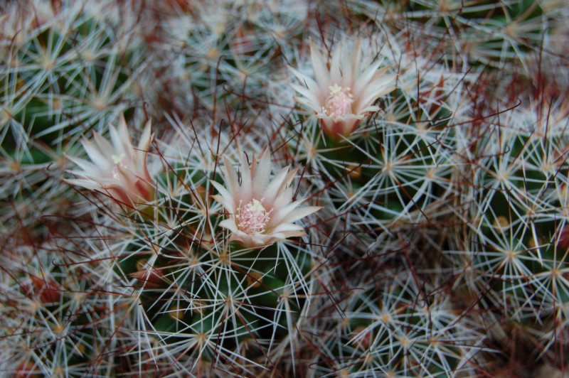 Mammillaria marcosii 