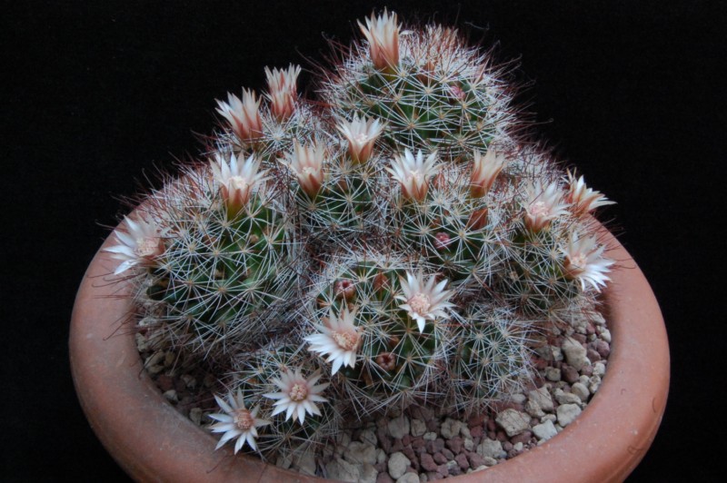 Mammillaria marcosii 