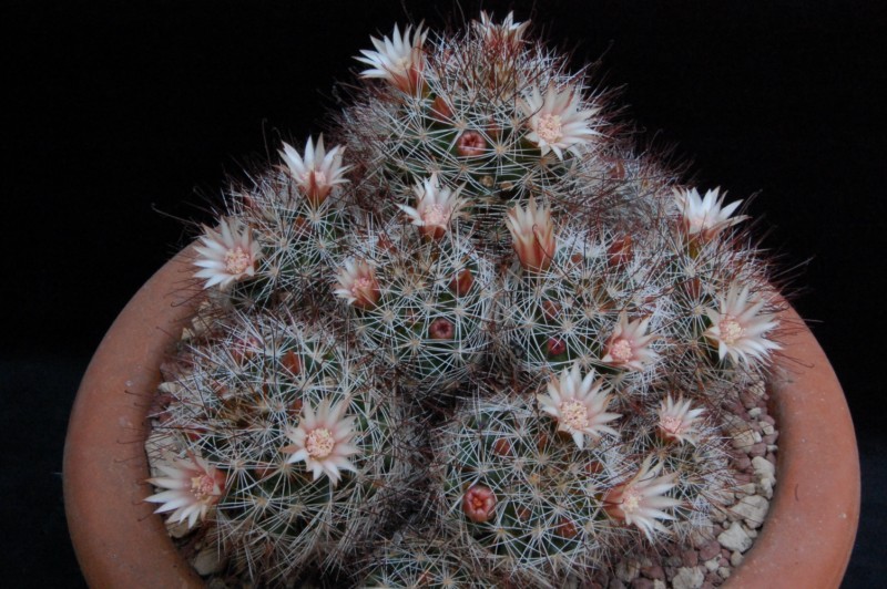 Mammillaria marcosii 