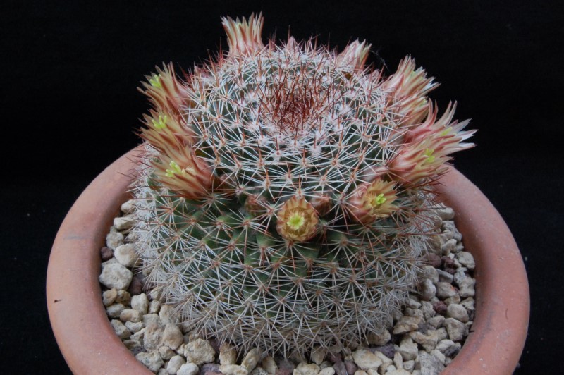 Mammillaria brandegeei SB 1653