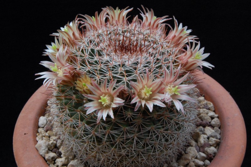 Mammillaria brandegeei SB 1653