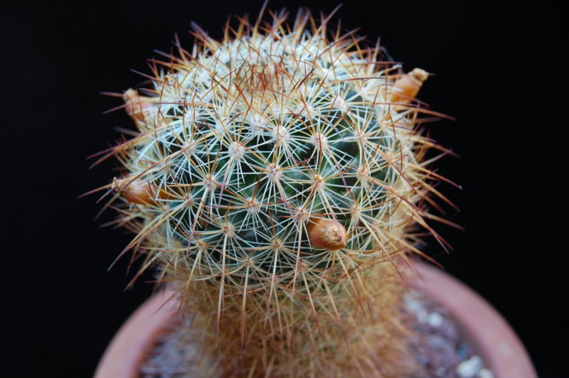 Mammillaria discolor v. esperanzaensis FO 185