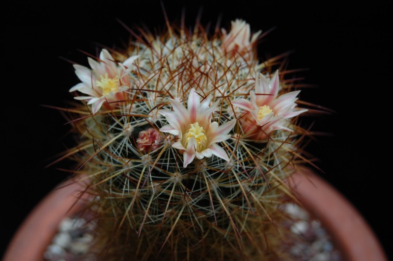 Mammillaria discolor v. esperanzaensis FO 185