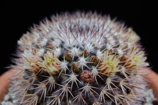 Mammillaria neoschwarzeana SB 826