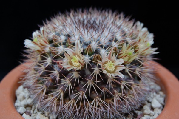 Mammillaria neoschwarzeana SB 826