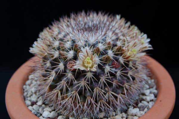 Mammillaria neoschwarzeana SB 826