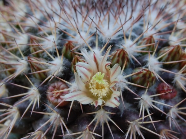 Mammillaria neoschwarzeana SB 826