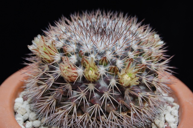 mammillaria neoschwarzeana 