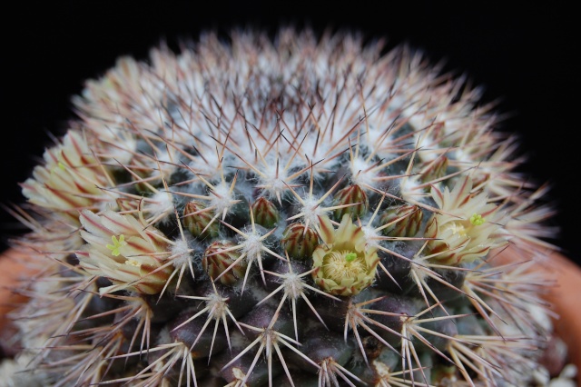 Mammillaria neoschwarzeana SB 826