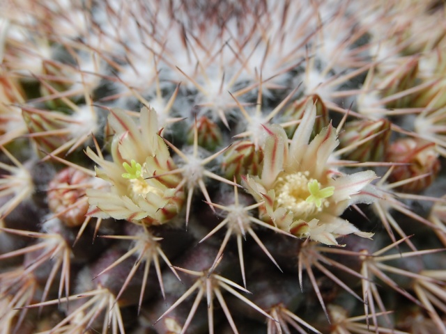 Mammillaria neoschwarzeana 